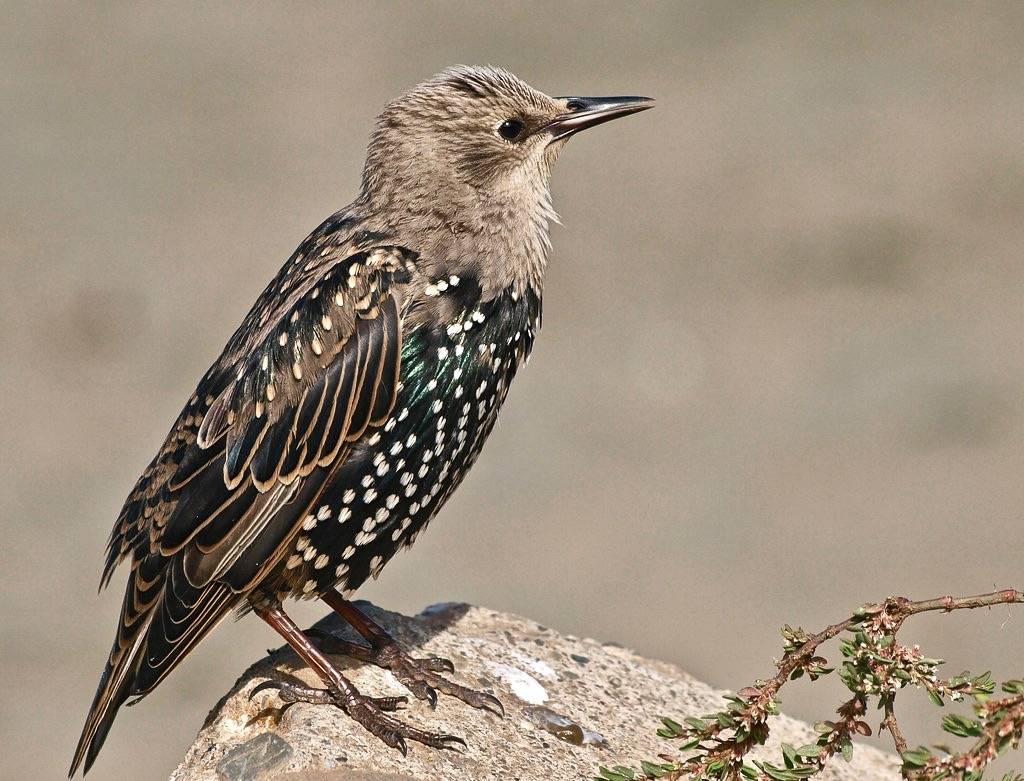 Starling Beauty by Ingrid Taylar is licensed under CC BY-NC 2.0